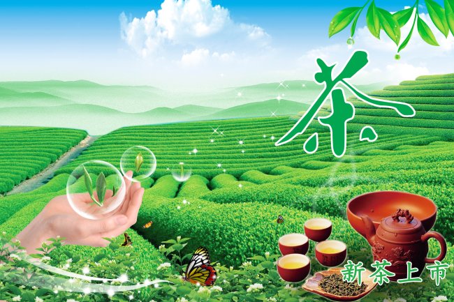 茶叶宣传海报模板下载(图片编号:870080)_其他