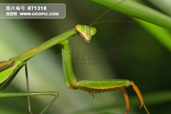 螳螂图片图片素材(图片编号:871318)_动物图片