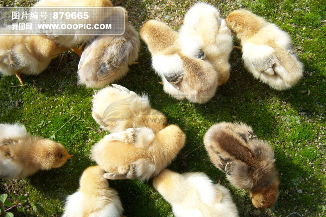 刚出生的小鸡图片素材(图片编号:879665)_动物