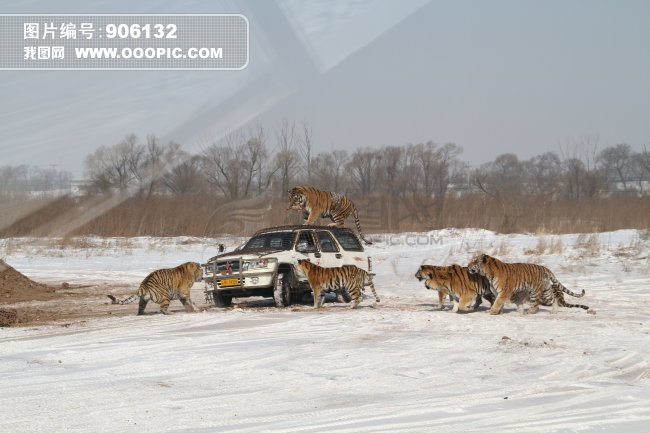 老虎 汽车 雪地图片素材(图片编号:906132)_动