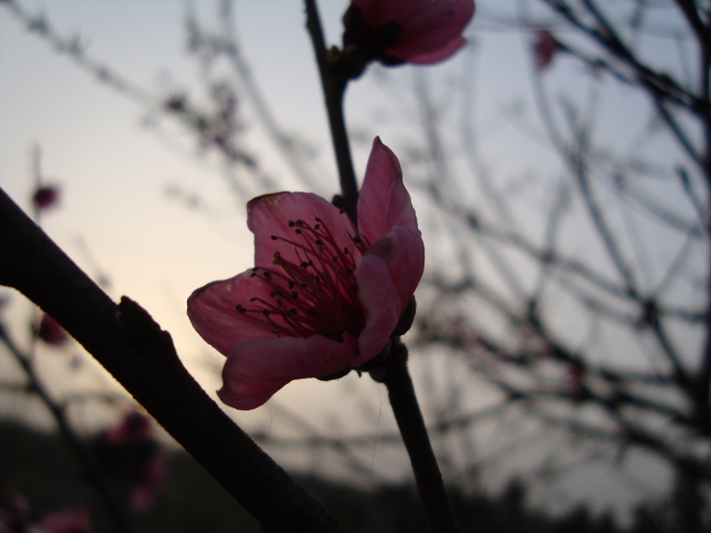 夕阳下的桃花模板下载 夕阳下的桃花图片下载 夕阳 桃花 粉色 调谢