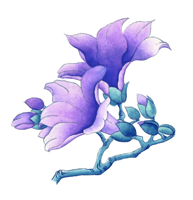 春天 植物 绘画插图 美丽 漂亮 好看 独特 鲜艳 漫画 喇叭花 紫色