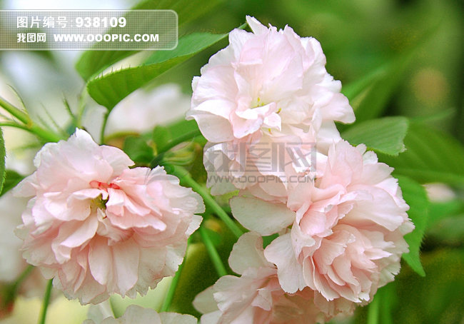 漂亮樱花摄影图片图片素材(图片编号:938109)