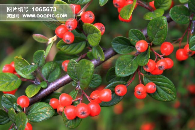 高山野果图片下载