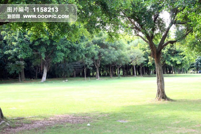 公园树林 草地 背景 大树 <em>高清晰大图</em>图片下载