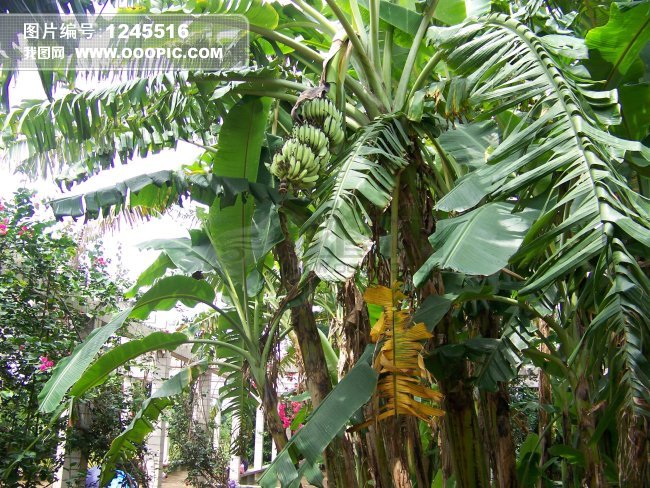 香蕉树图片_卡通香蕉树图片_海南香蕉树图片