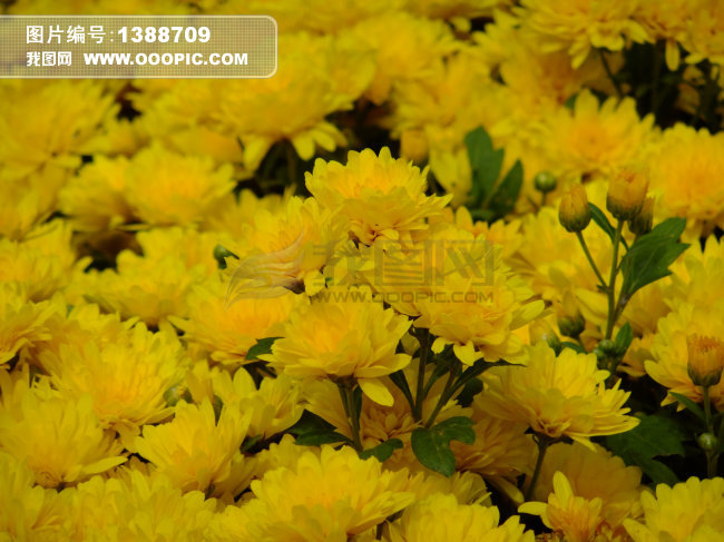 <em>黄</em>菊花<em>图片图片</em>下载