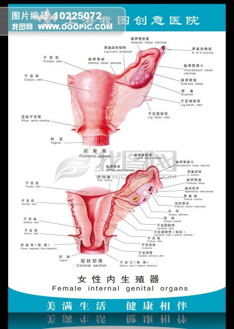 医院展板 <em>女性</em>内<em>生殖器</em>图片下载