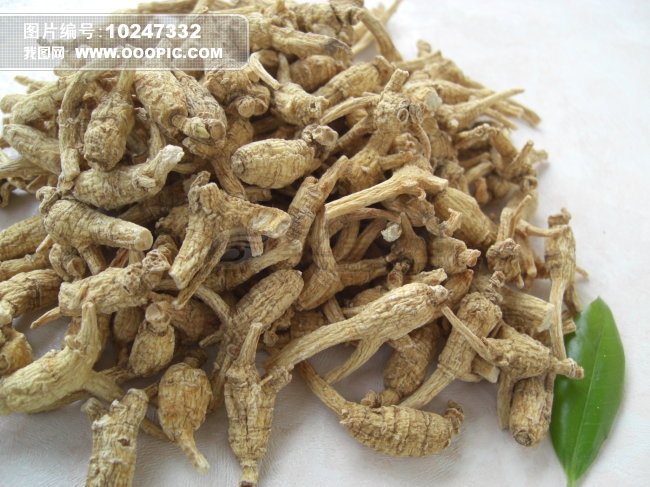 花旗参+西洋参+洋参