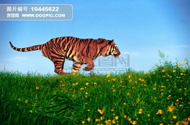 草地上奔跑的老虎图片下载