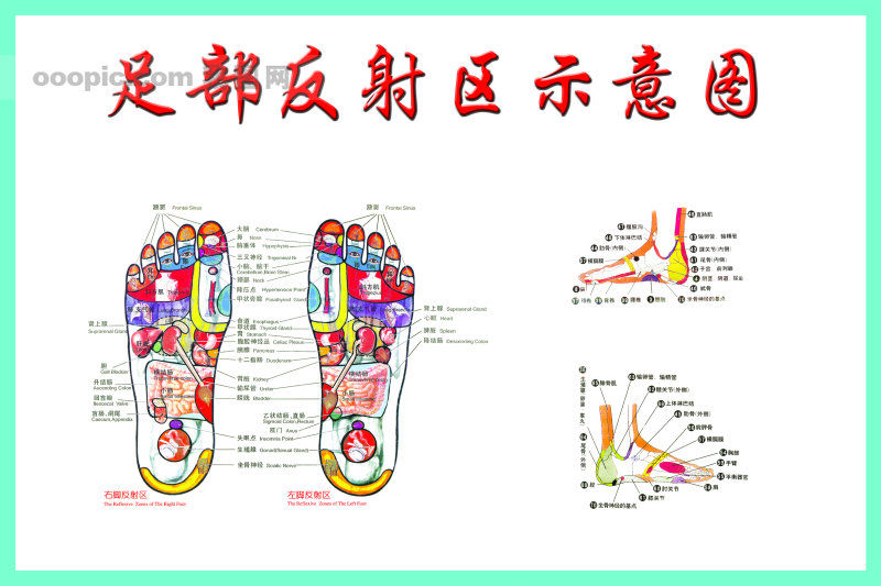 足部反射区示意图_qq空间可爱图片
