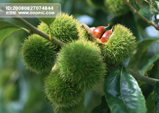 树上的板粟特写_水果_生物世界