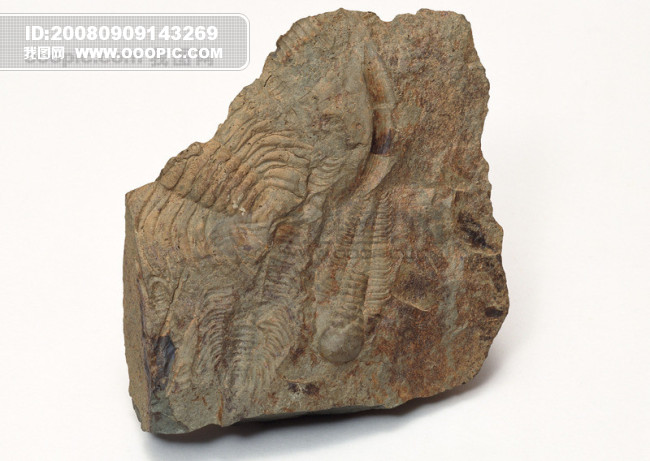 化石 贝壳 海螺 海石 各种各样的化石 海纹 sccd