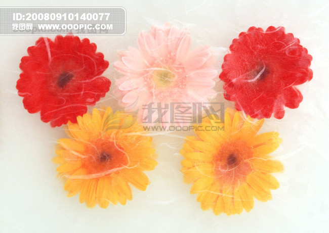 <em>花</em>艺术 鲜花 太阳花 <em>五朵花</em>争艳 花朵模板下载(