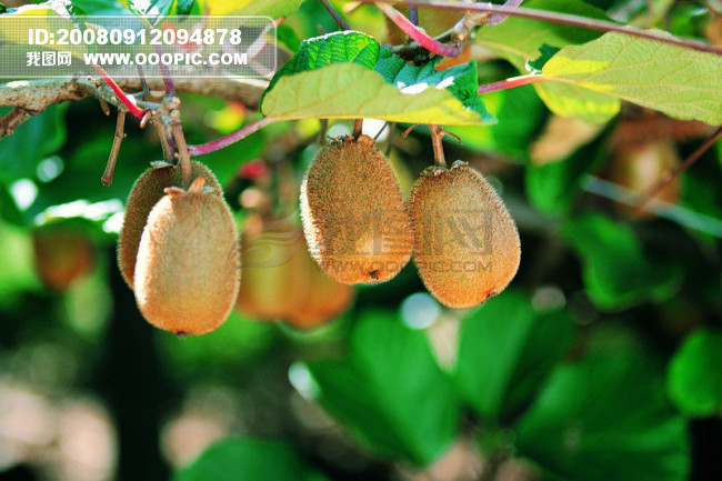 首席设计大百科 果园风光 园林 花开花落 开花结