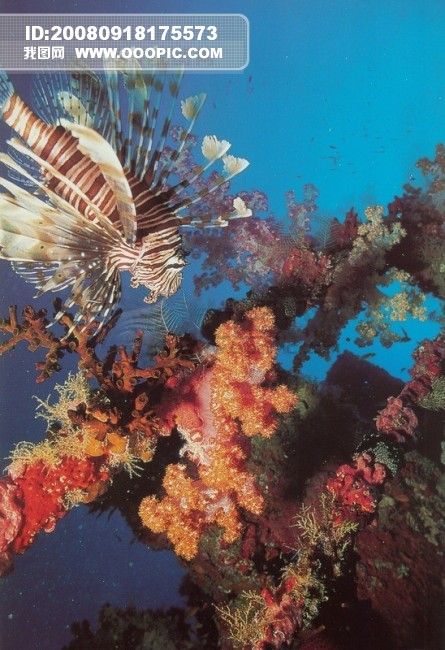 海底 大海 深海 碧海 海水 礁石 珊瑚 海藻 鱼群 