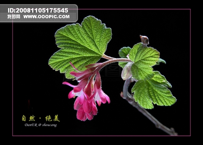 花颜模板下载(图片编号:370599)__风景|生活|旅