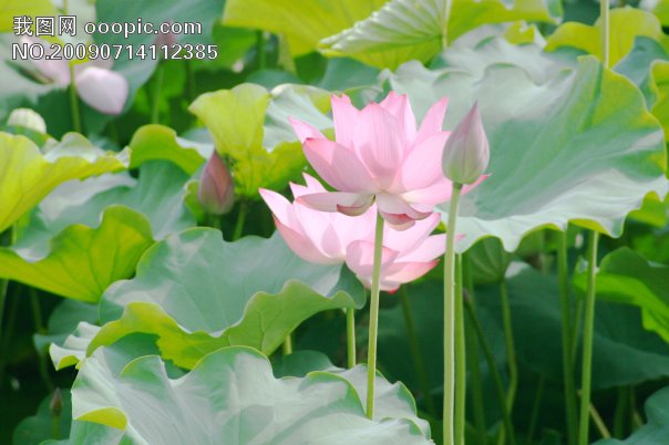 荷花 荷叶 池溏模板下载(图片编号:601118)__其