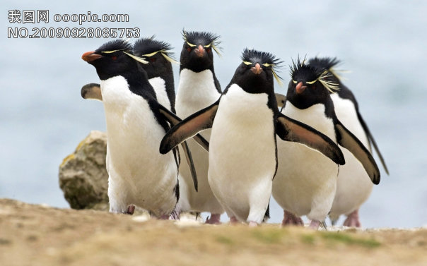 南极企鹅_其它_生活百科图片素材|图片库|图库