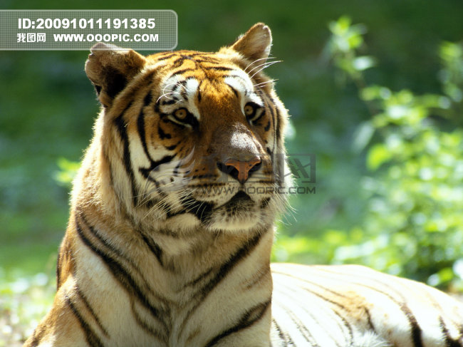 老虎写真壁纸模板下载(图片编号:699055)__生