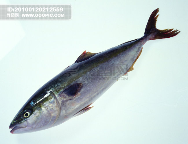 鱼 鱼类 鱼头火锅模板下载(图片编号:843612)_