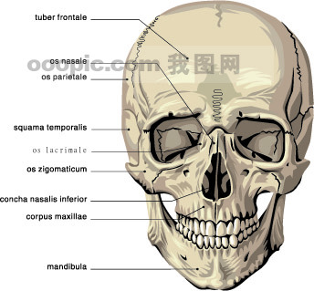 医疗用图+骨骼+头