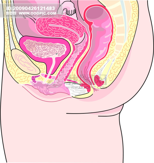 女性<em>生殖器官</em>模板下载(<em>图片</em>编号:519306)__广