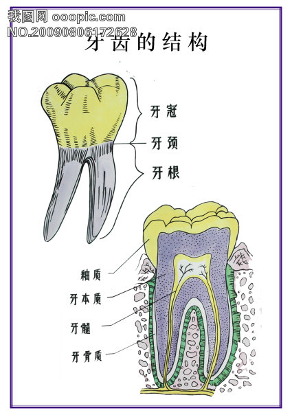 牙齿的结构生物用图微利设计展板展架模板学校展板[编辑关键词]