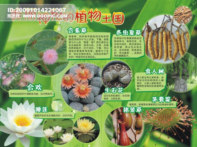美丽神秘的植物王国图片