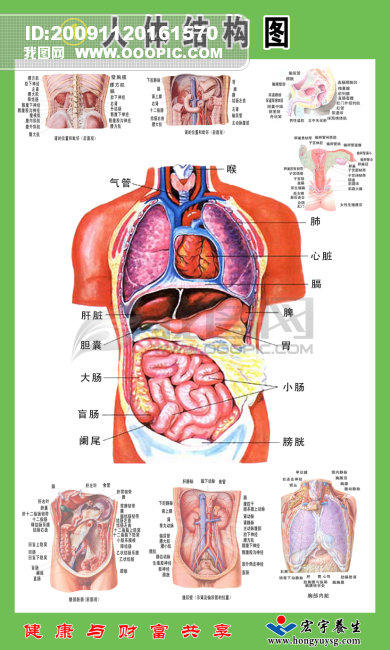 人体结构图模板下载(图片编号:752766)