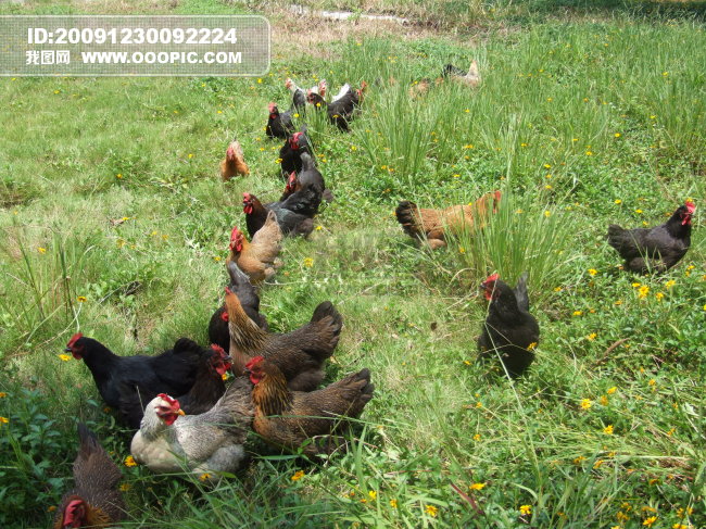 一群鸡在草地上模板下载(图片编号:814140)_其