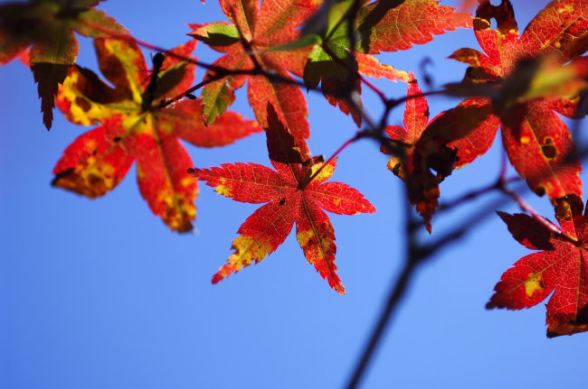 秋季紅色楓葉風景圖片