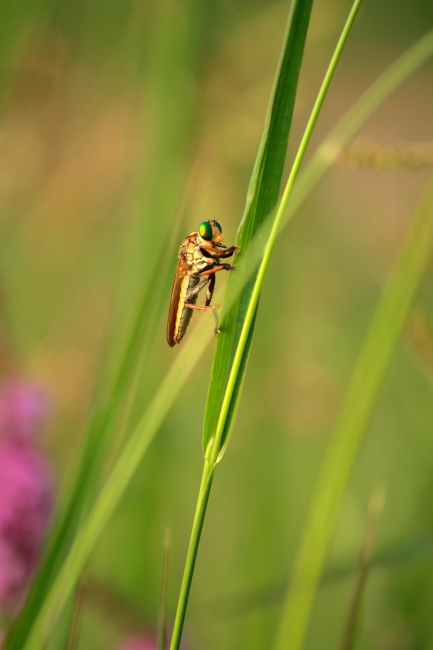 中华单羽食虫虻