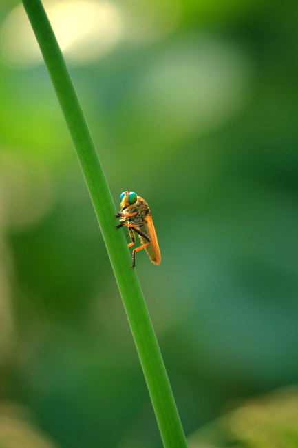 中华单羽食虫虻